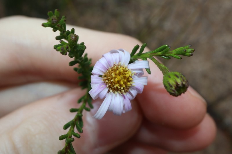 Olearia imbricata photo 6
