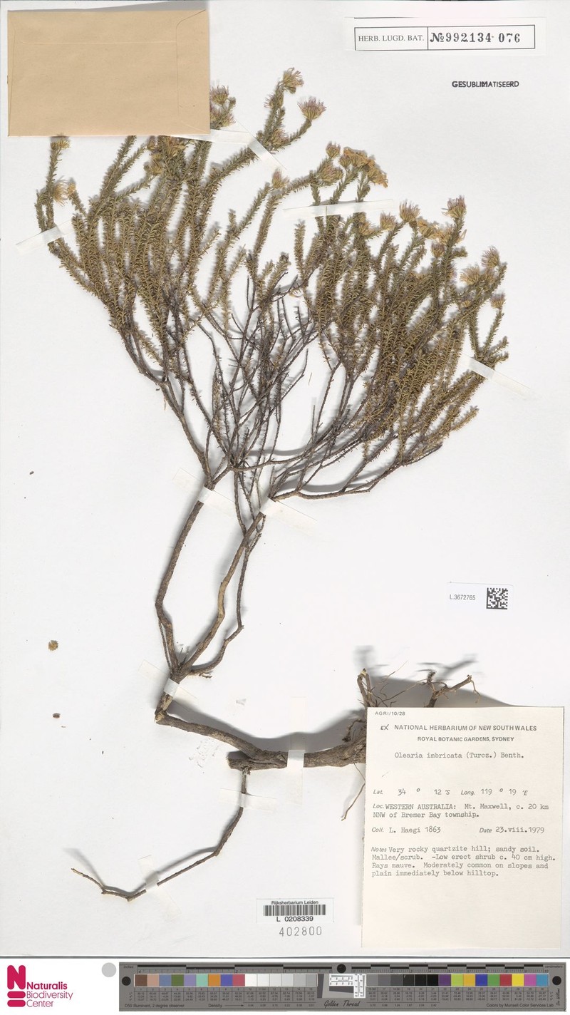 Olearia imbricata photo 7