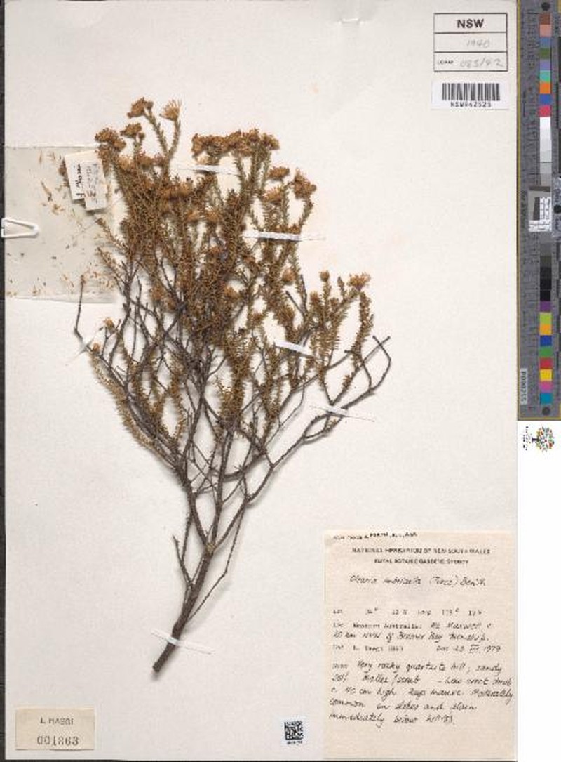 Olearia imbricata photo 8