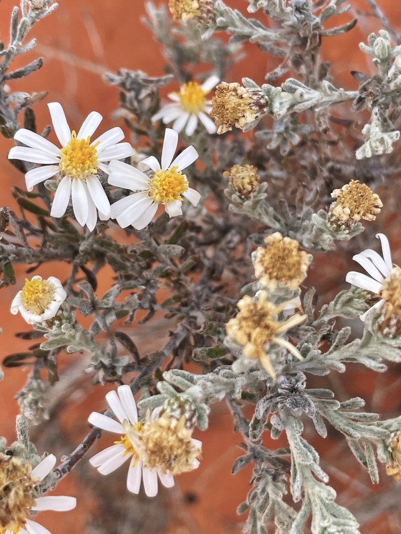Olearia incana