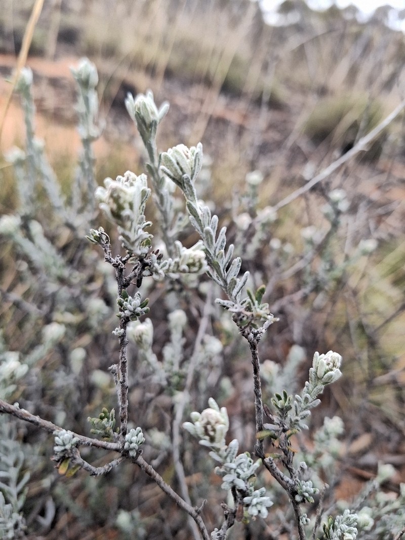 Olearia incana photo 2