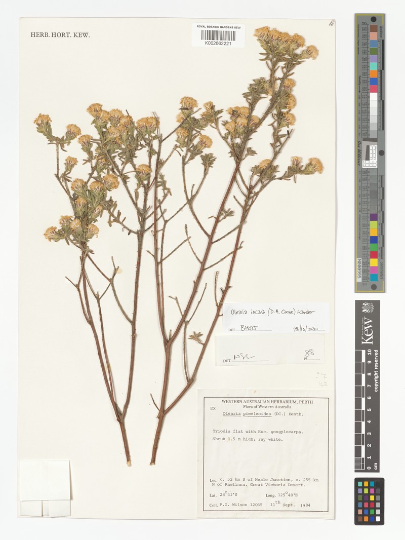 Olearia incana photo 3