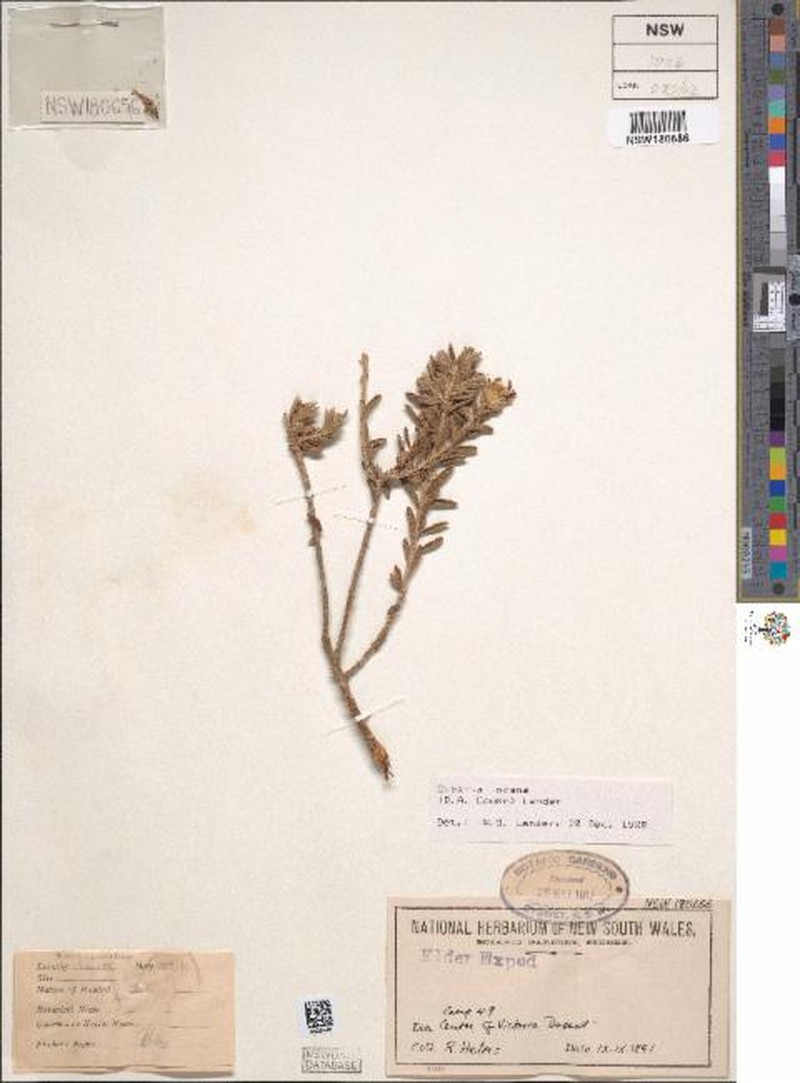Olearia incana photo 4