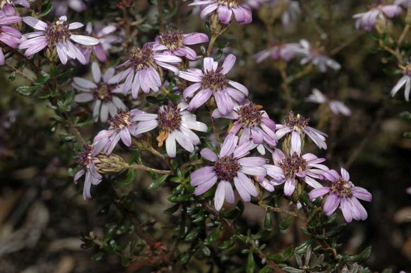 Olearia iodochroa