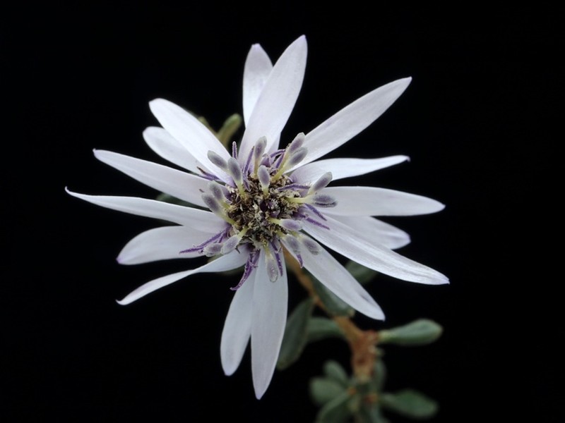Olearia iodochroa photo 2