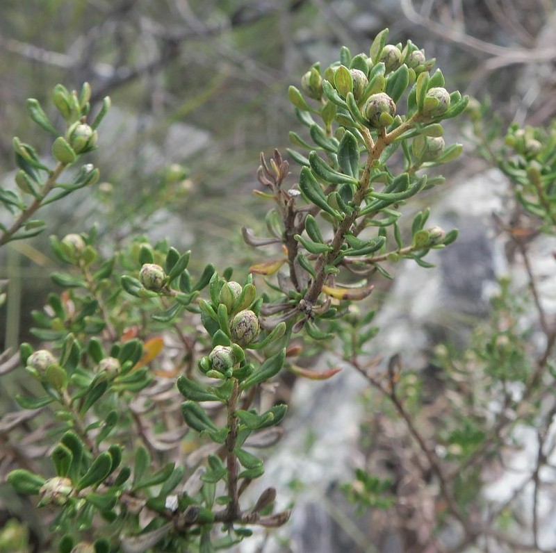 Olearia iodochroa photo 3