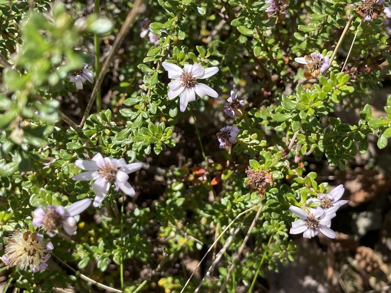 Olearia iodochroa photo 4