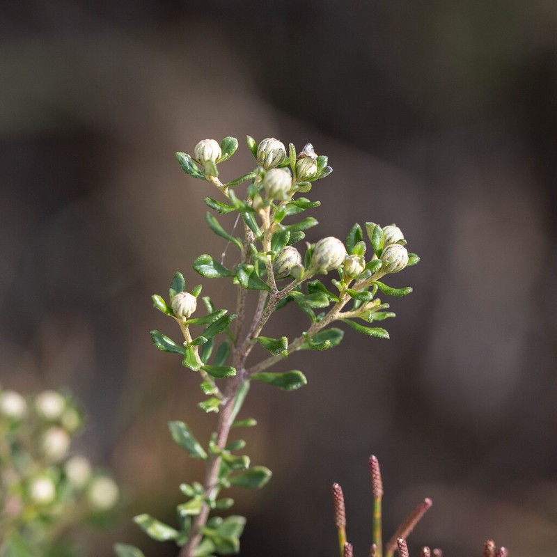 Olearia iodochroa photo 5