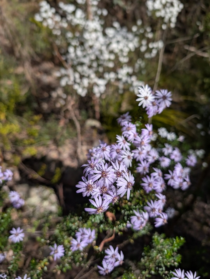 Olearia iodochroa photo 6