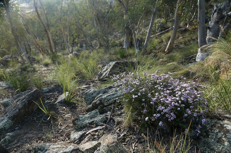 Olearia iodochroa photo 7