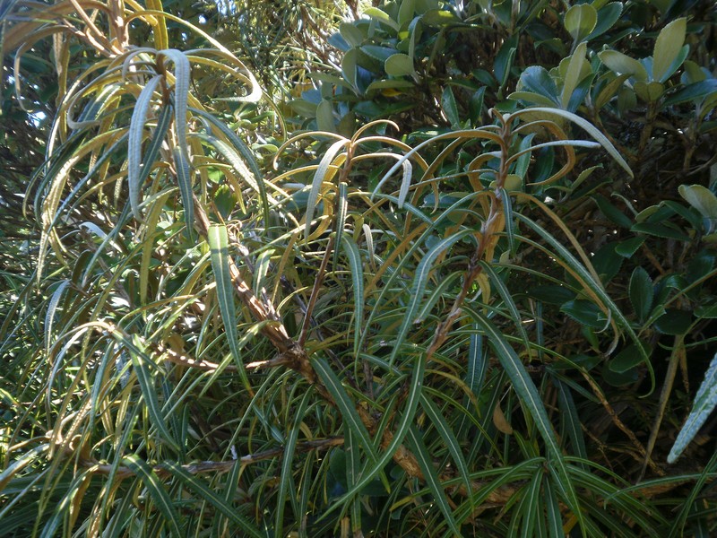 Olearia lacunosa