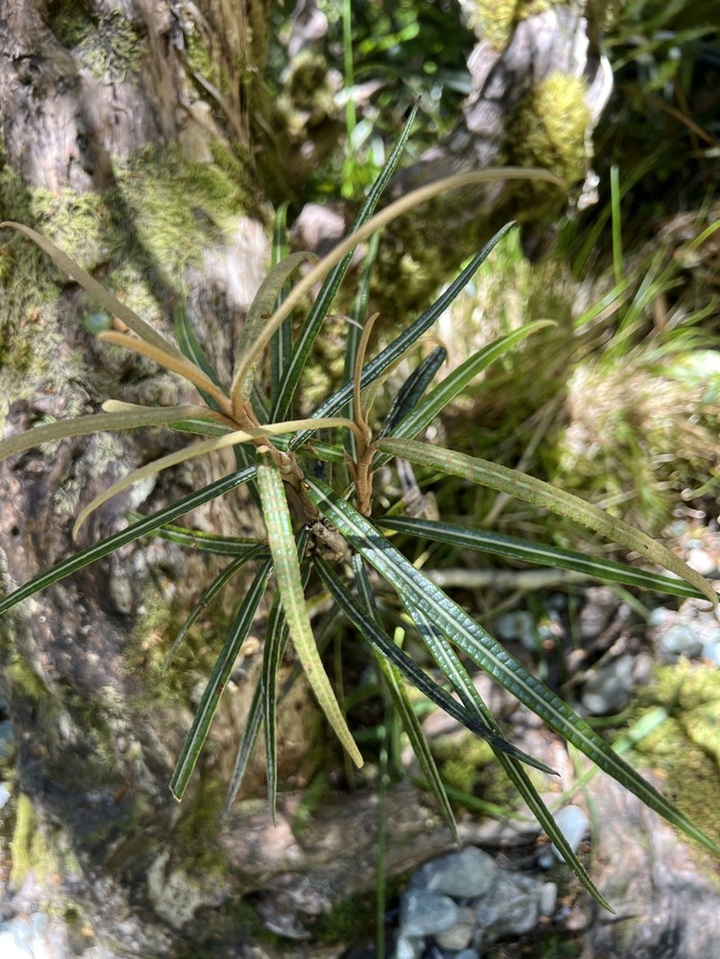 Olearia lacunosa photo 2
