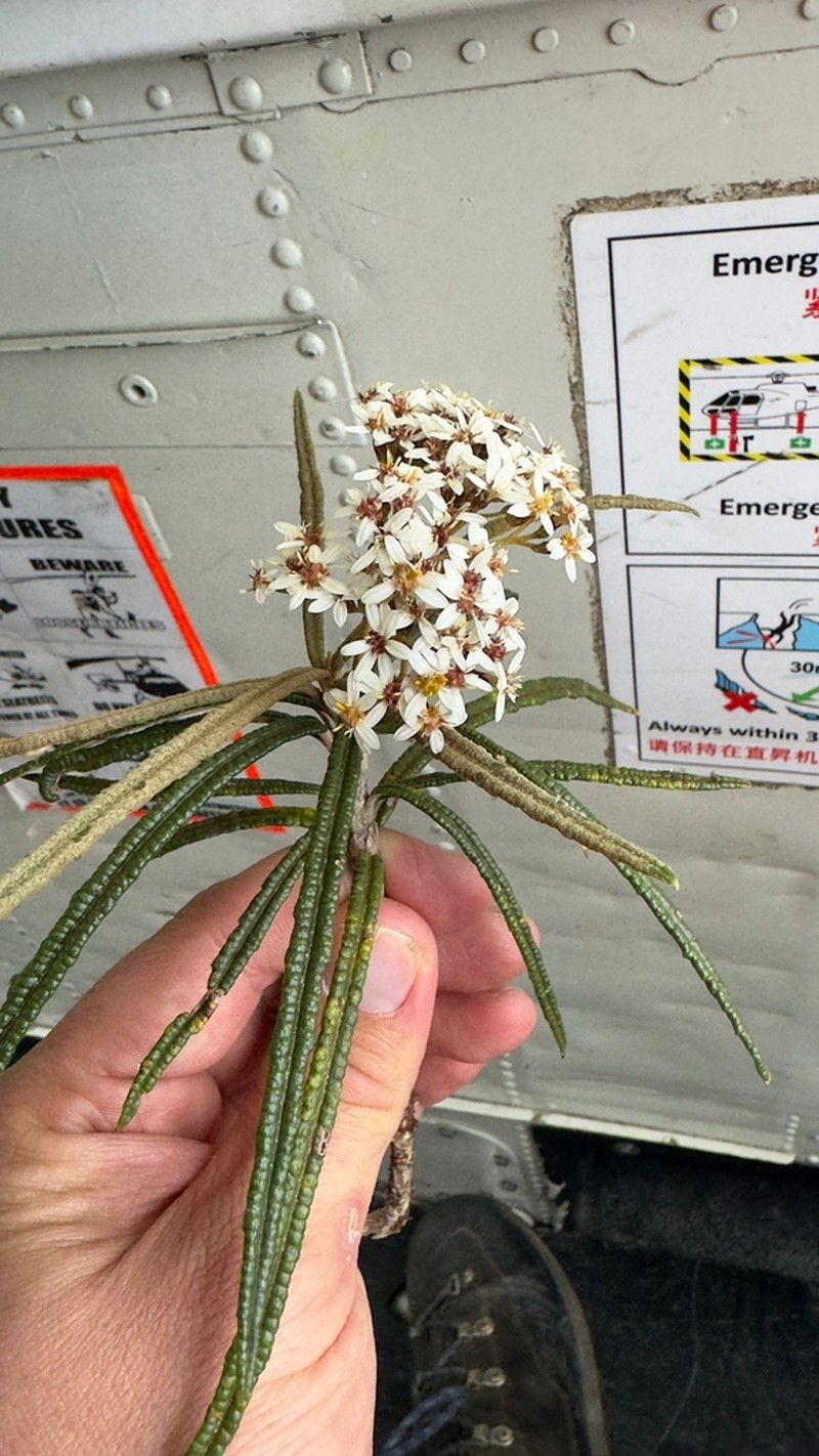 Olearia lacunosa photo 3