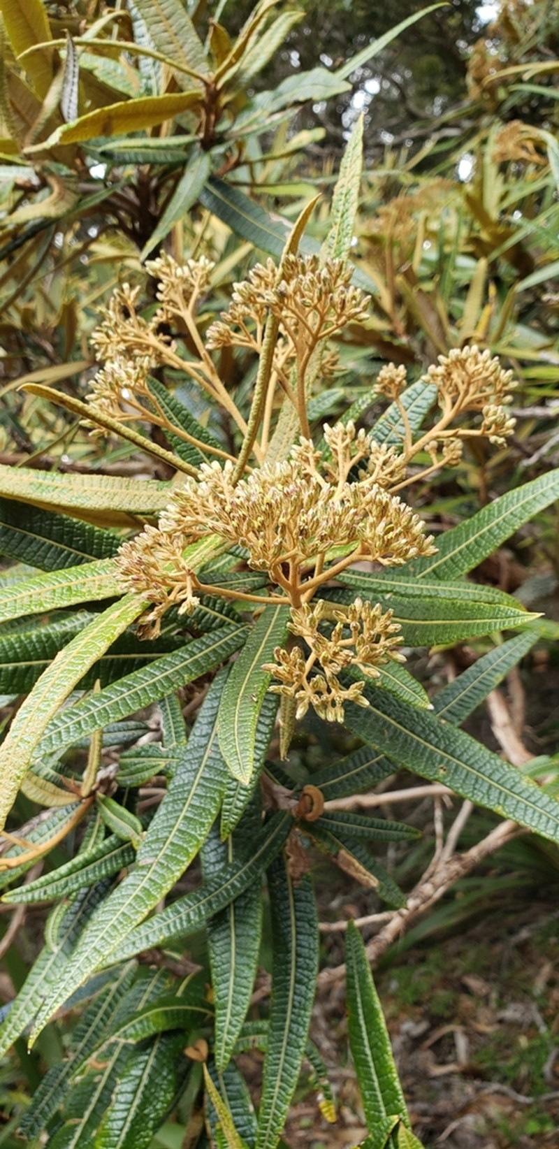 Olearia lacunosa photo 4