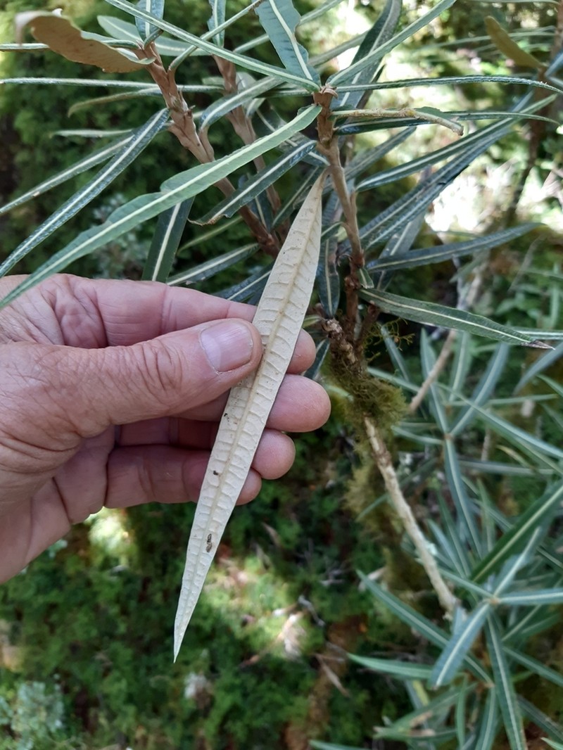Olearia lacunosa photo 5