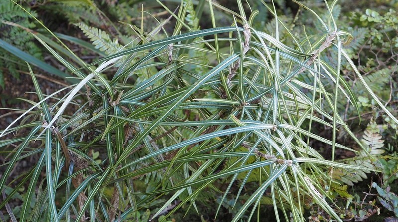 Olearia lacunosa photo 6