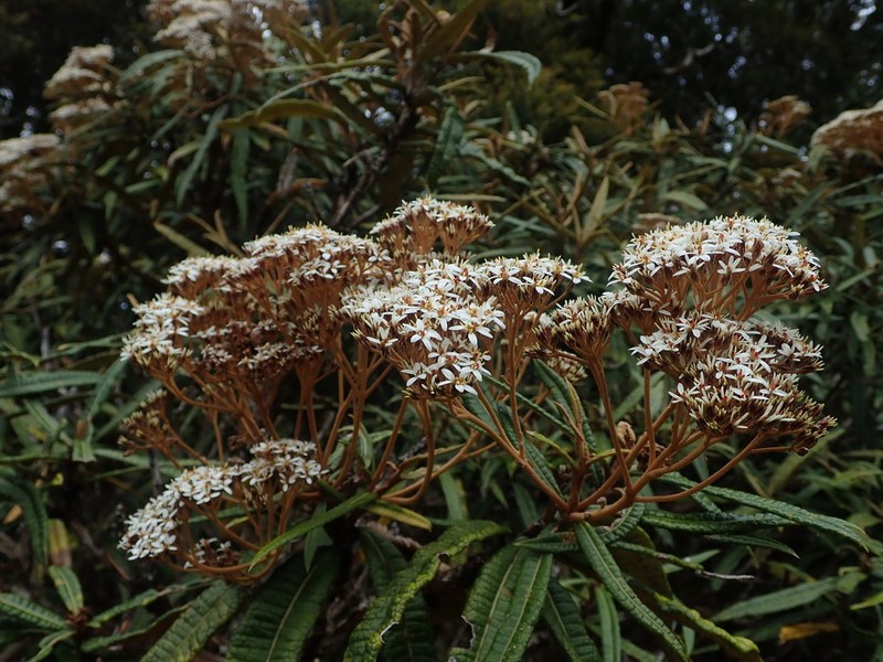 Olearia lacunosa photo 7