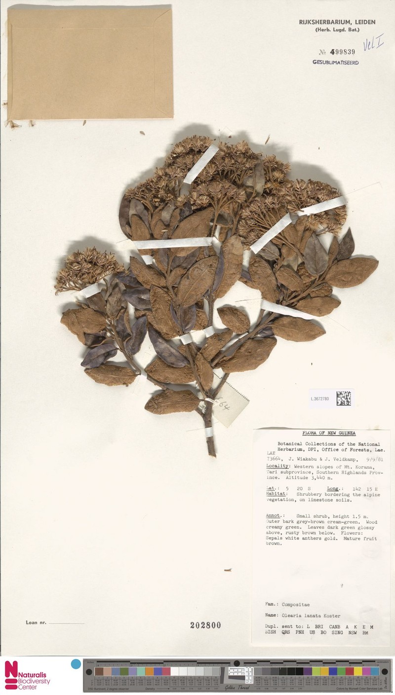 Olearia lanata