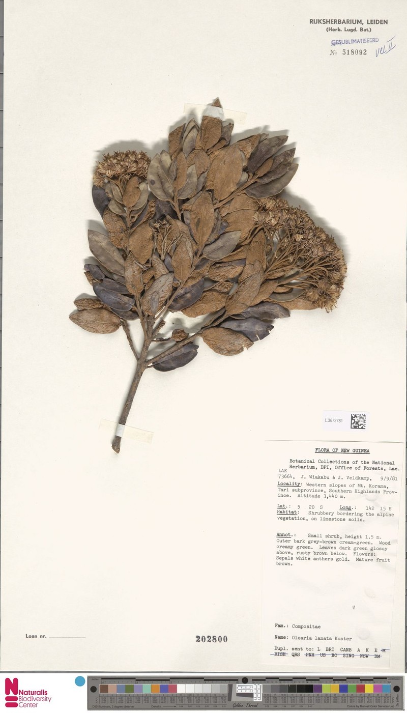 Olearia lanata photo 2