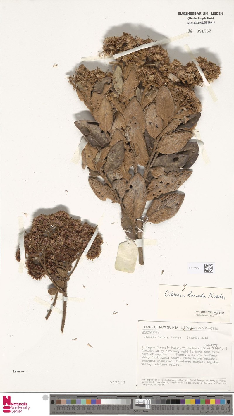 Olearia lanata photo 3