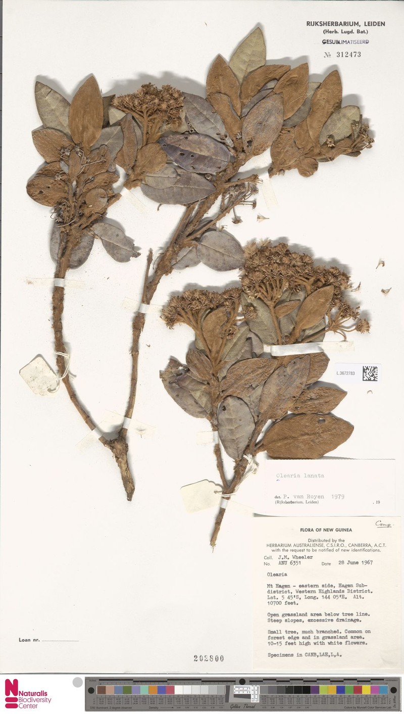 Olearia lanata photo 4