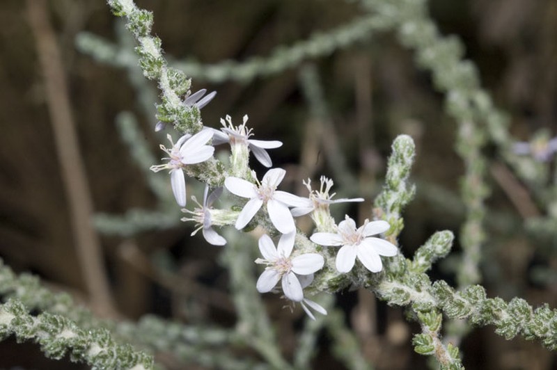 Olearia lanuginosa