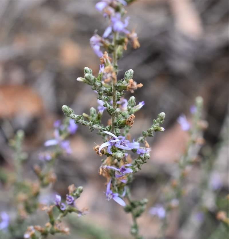 Olearia lanuginosa photo 2