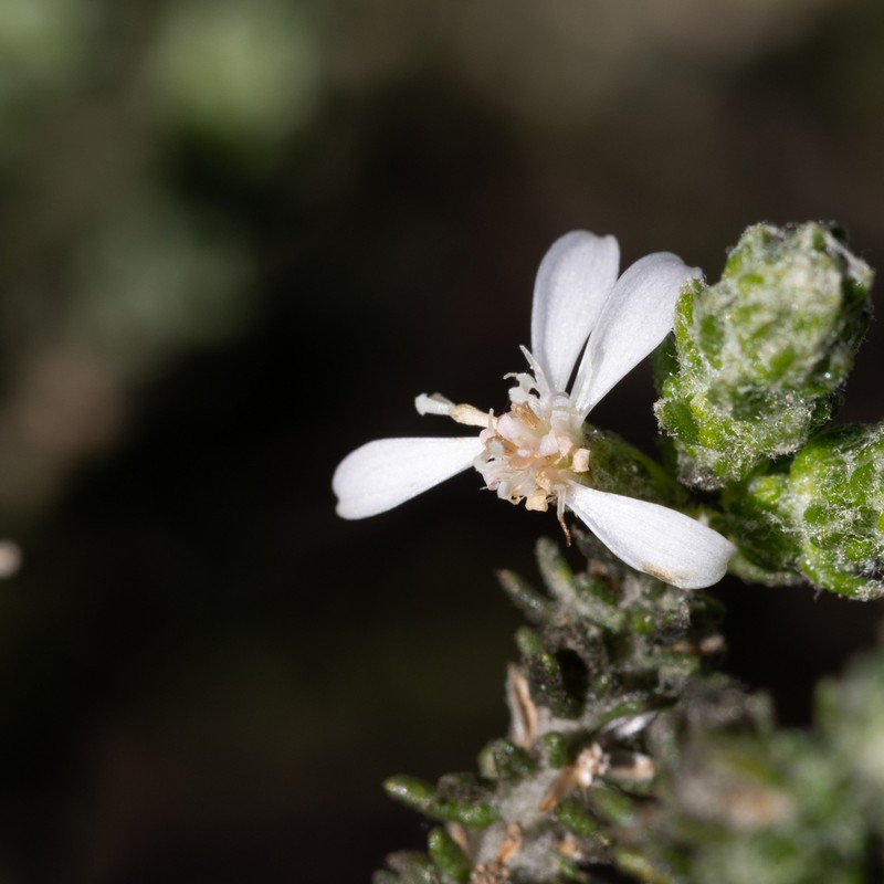 Olearia lanuginosa photo 3
