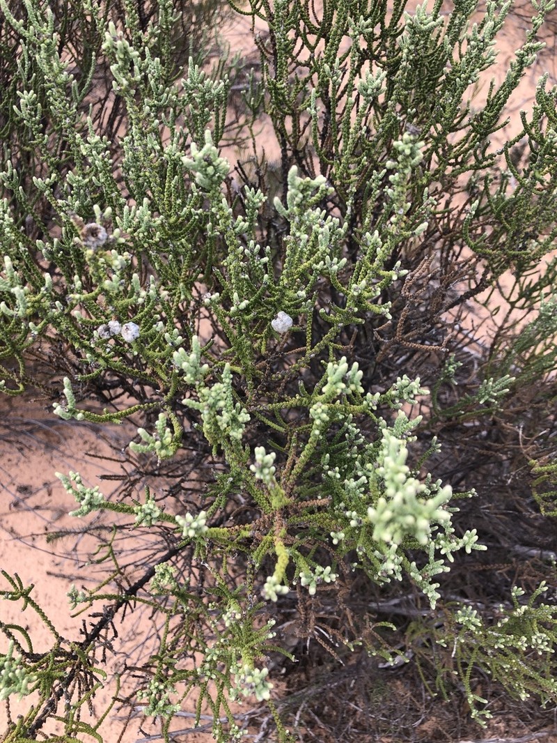 Olearia lanuginosa photo 4