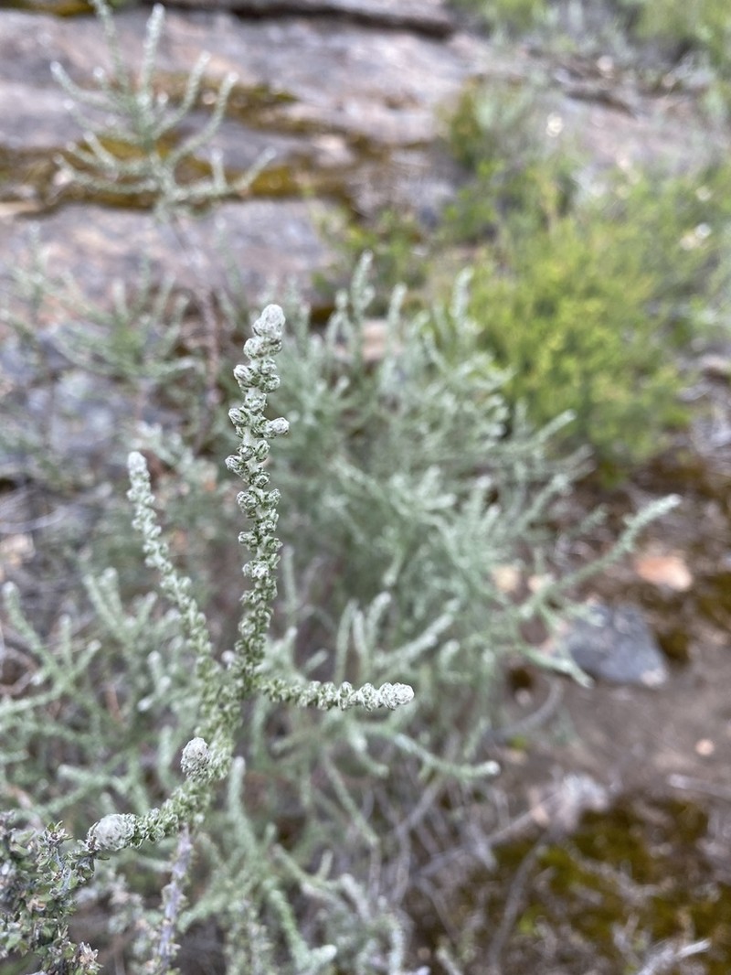 Olearia lanuginosa photo 5