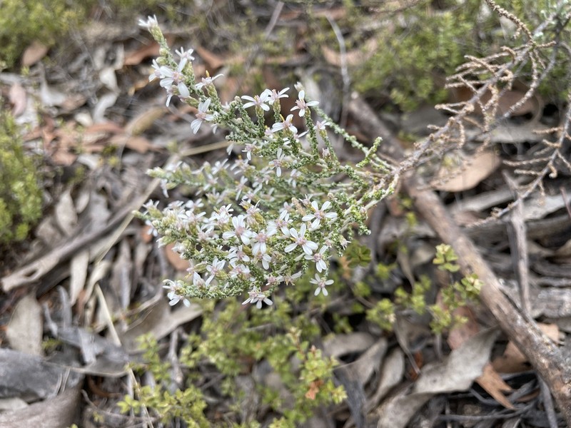Olearia lanuginosa photo 6
