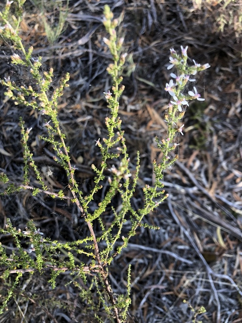 Olearia lanuginosa photo 7