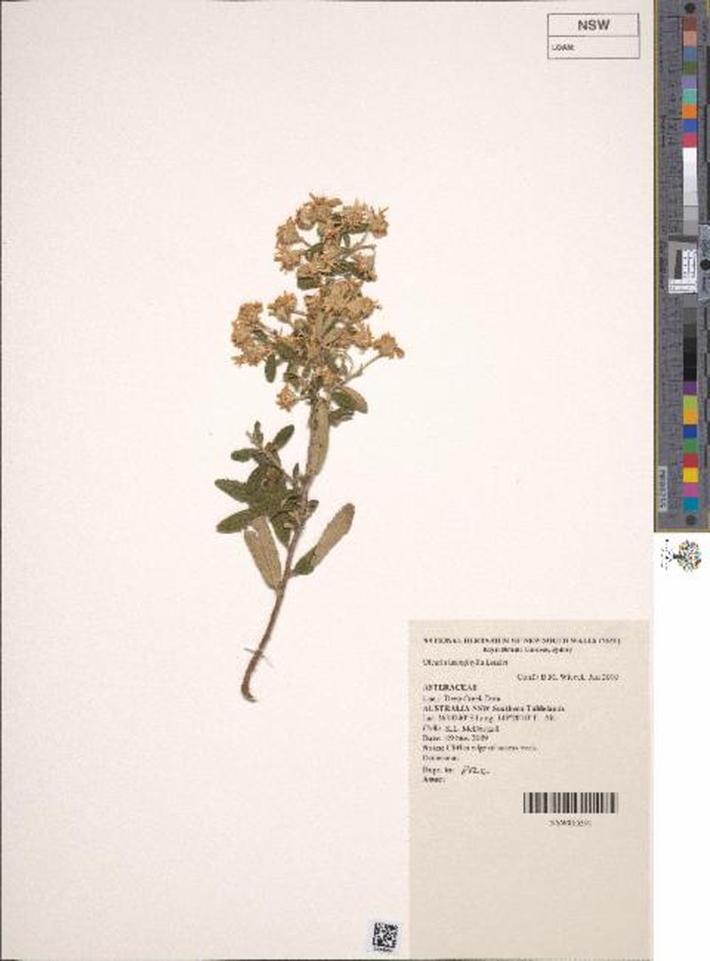 Olearia lasiophylla