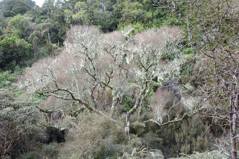 Olearia laxiflora