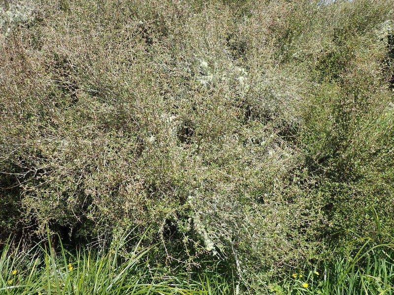 Olearia laxiflora photo 2
