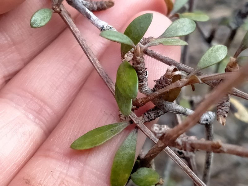 Olearia laxiflora photo 3