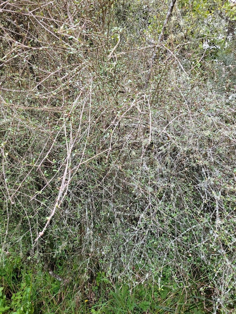 Olearia laxiflora photo 4