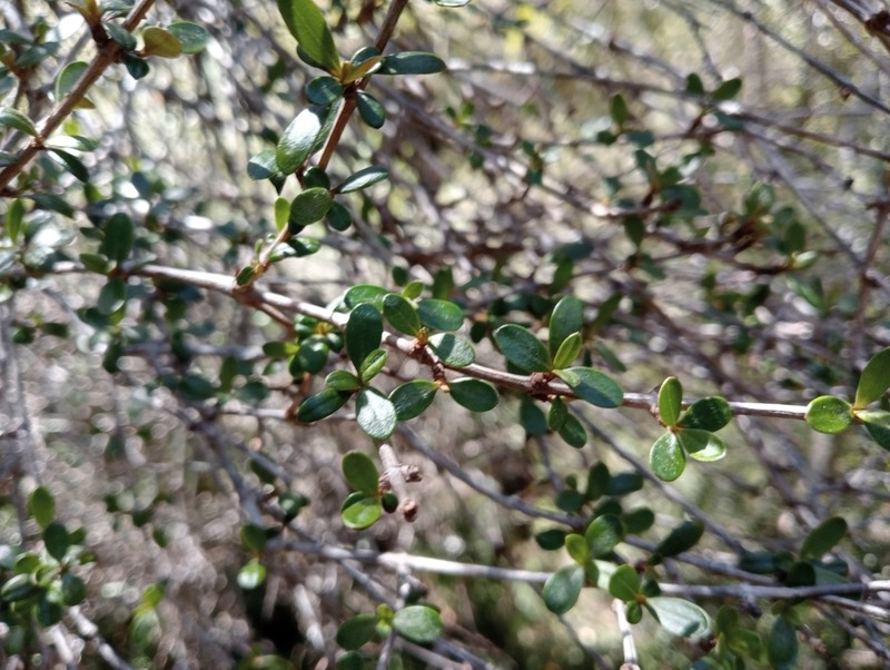 Olearia laxiflora photo 5