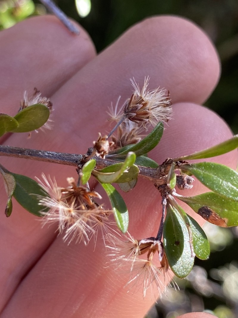 Olearia laxiflora photo 6