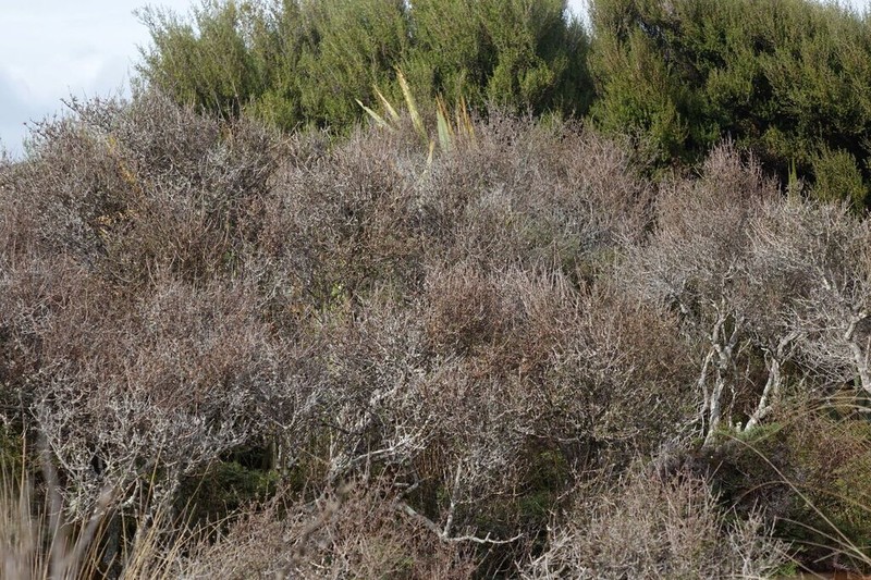 Olearia laxiflora photo 7