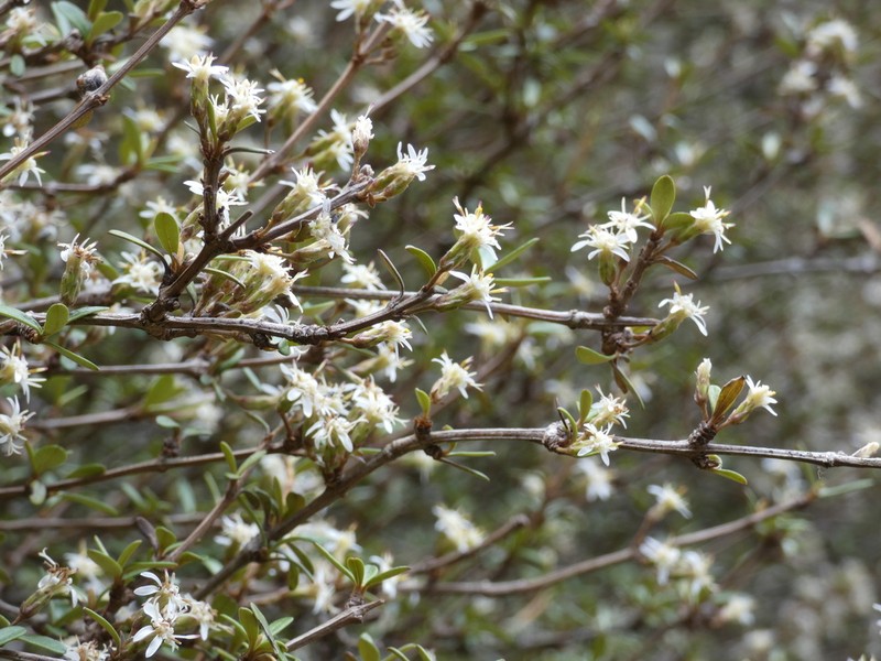 Olearia laxiflora photo 8