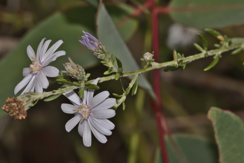 Olearia lehmanniana photo 2