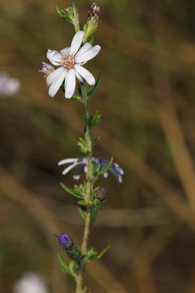 Olearia lehmanniana photo 3