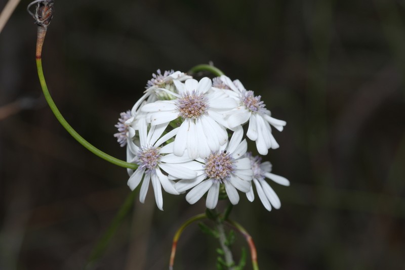 Olearia lehmanniana photo 4