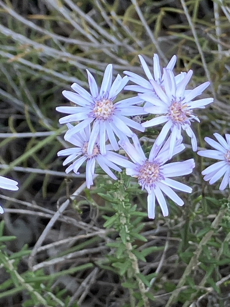 Olearia lehmanniana photo 5
