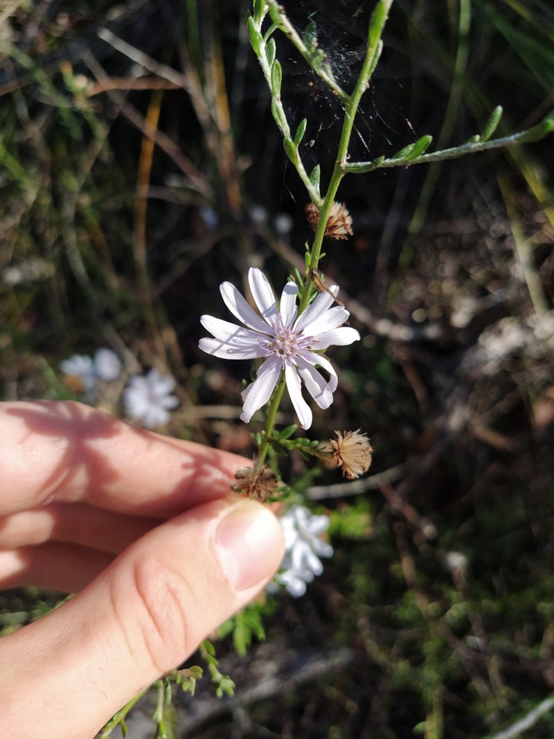 Olearia lehmanniana photo 6