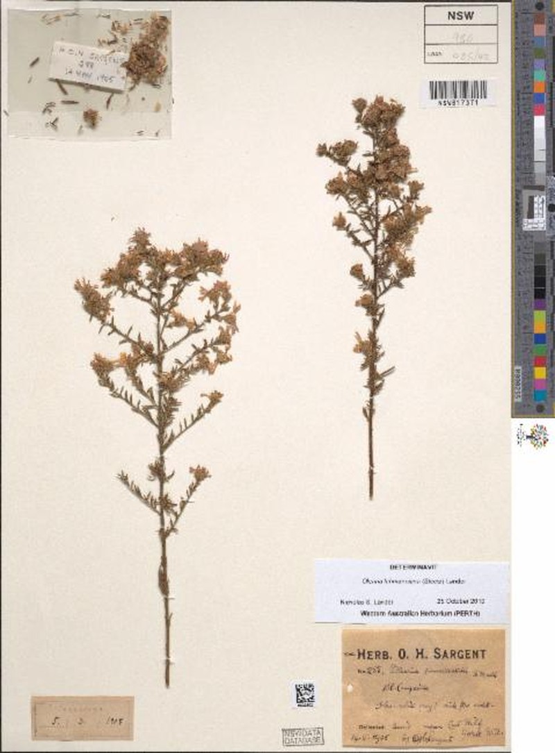 Olearia lehmanniana photo 7