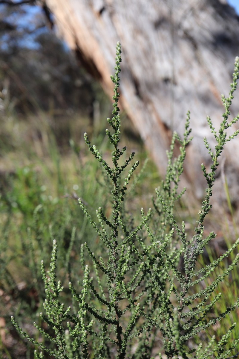 Olearia lepidophylla photo 2