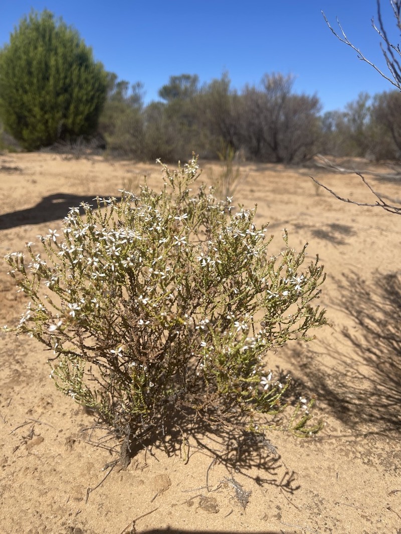 Olearia lepidophylla photo 3