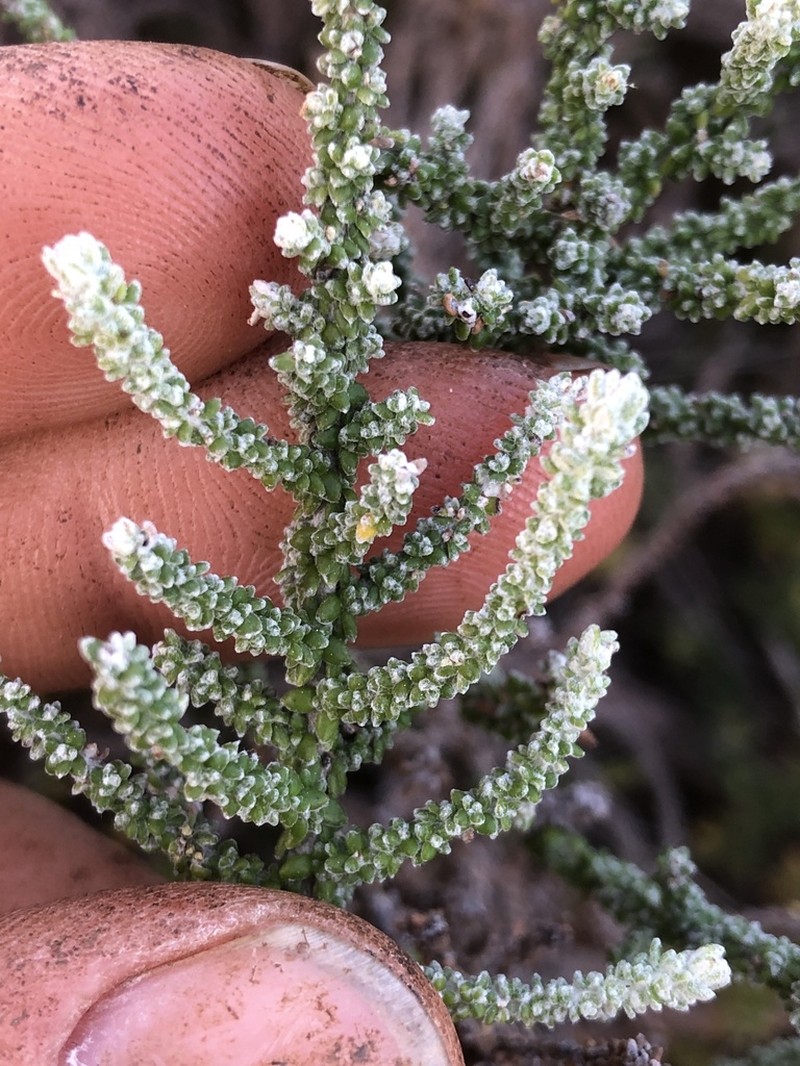 Olearia lepidophylla photo 4